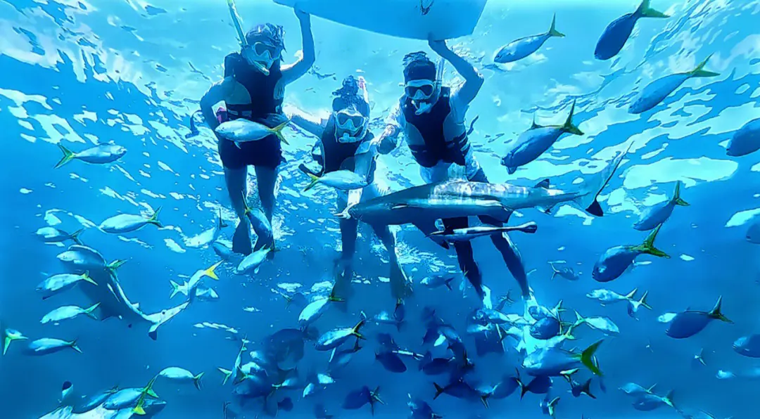 帕劳精彩浮潜2天游