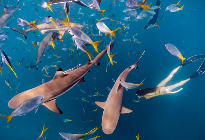 帕劳品质浮潜3天游